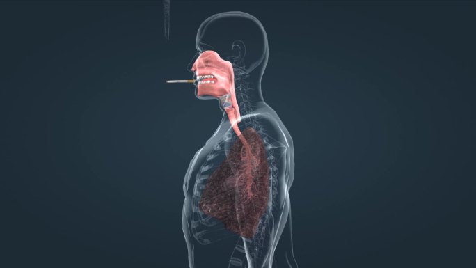 人体吸烟过程肺部感染黑肺癌肺部疾病三维