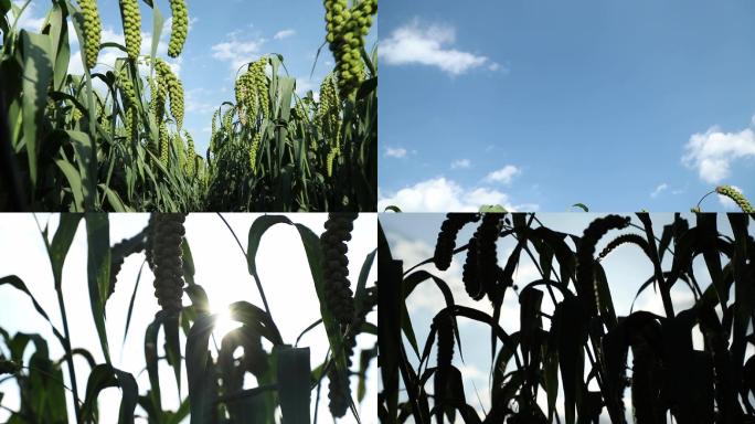 高清实拍阳光透过谷穗 小米谷子种植基地
