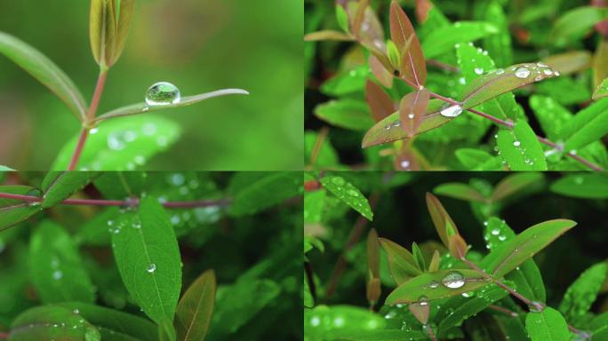 雨后露珠 露水 滴水水滴、树叶水珠露珠