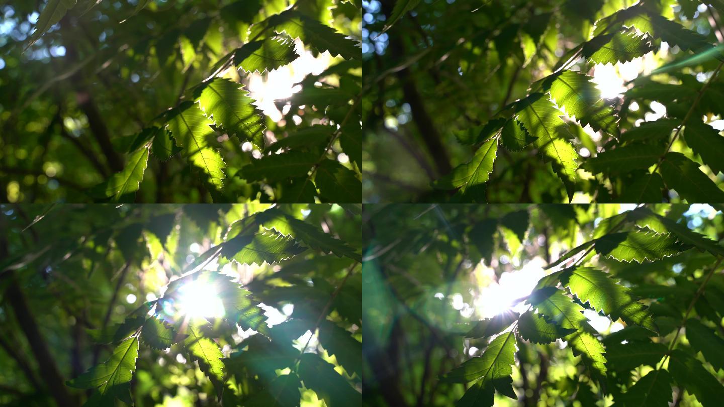 夏天阳光穿过树叶