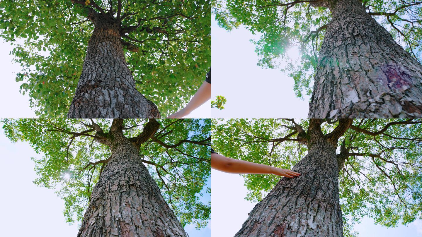 触摸自然 手触摸树  手   清新