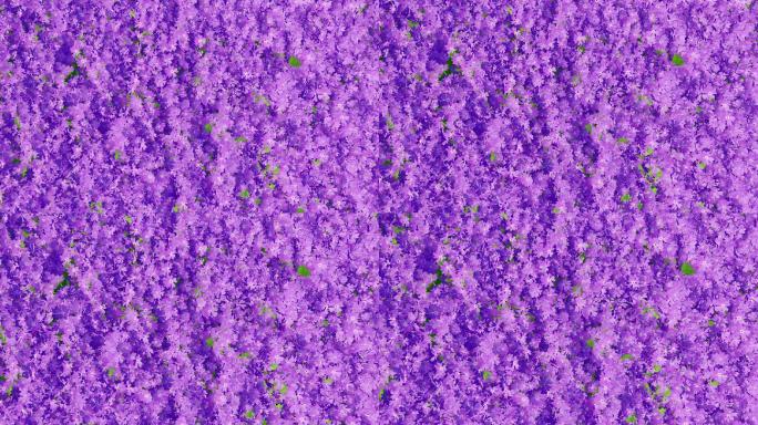 动态花朵 紫花