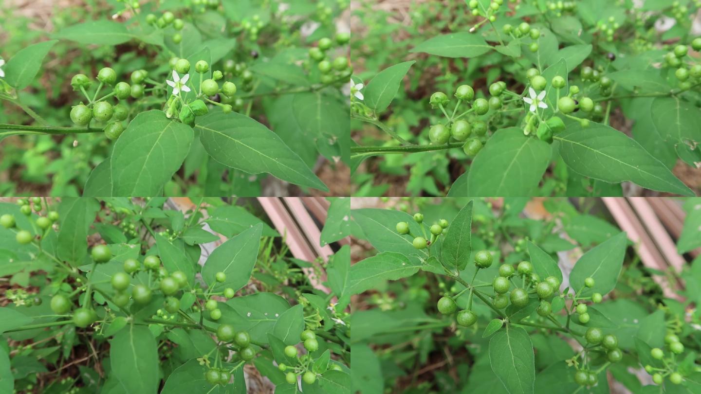 龙葵乌豆开花结果