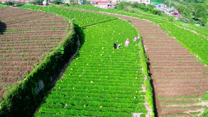 茶园村庄-茶叶采茶-崂山绿茶