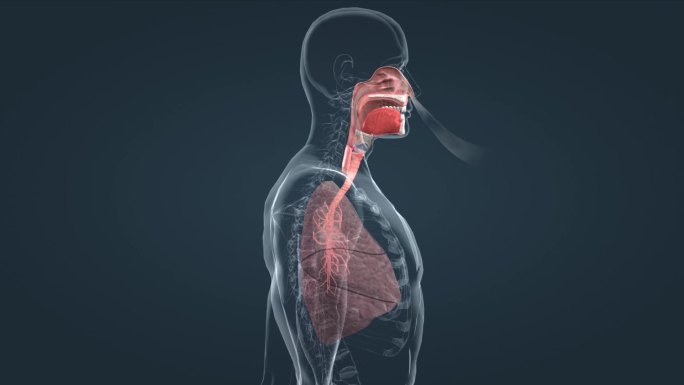 人体呼吸系统肺部肺气肿三维动画演示