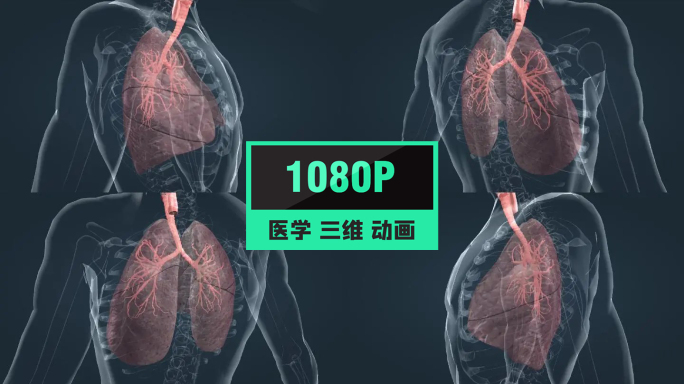 医学人体肺部肺脏肺叶呼吸肺功能肺活量