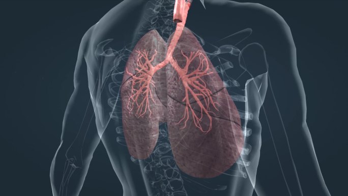 医学人体肺部肺脏肺叶呼吸肺功能肺活量