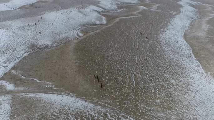 雪地上的马儿