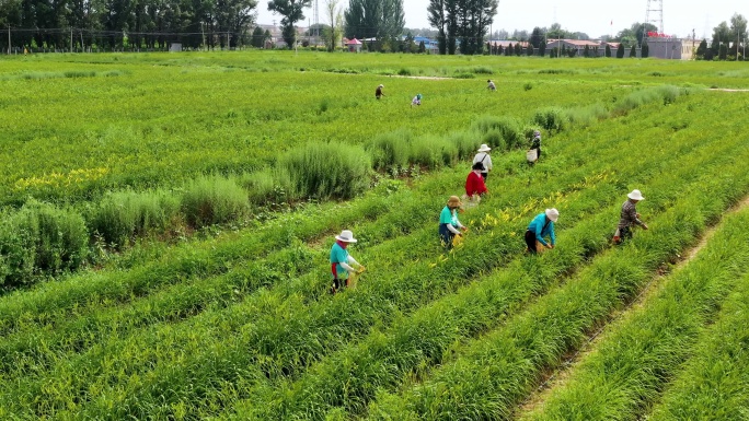 大同特色农业黄花种植园黄花采摘航拍