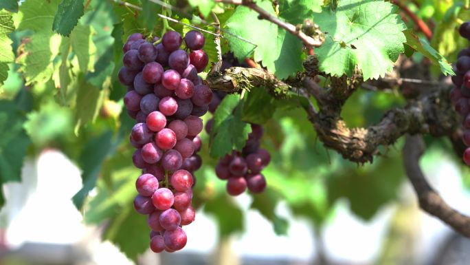 葡萄 葡萄园 葡萄种植