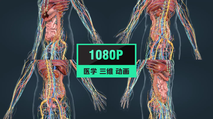 3D人体解剖肺脏肝脏心脏肠胃人体奥秘