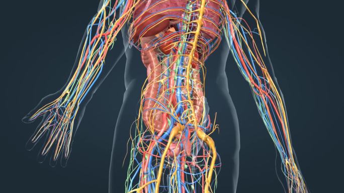 3D人体解剖肺脏肝脏心脏肠胃人体奥秘
