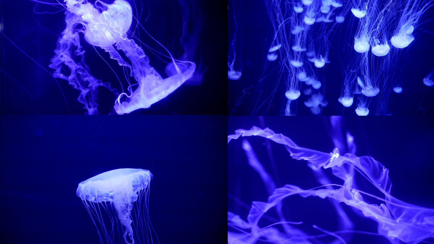 海底世界海洋馆唯美水母实拍