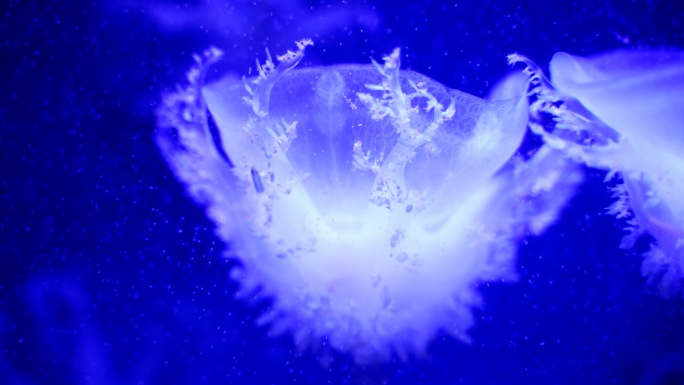 海底世界海洋馆唯美水母实拍