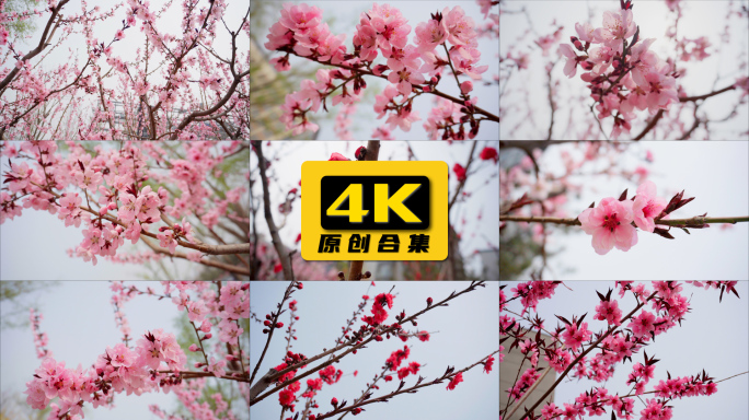 春天盛开的樱花空镜