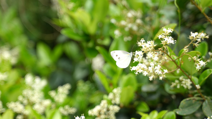 【4K】最新蝴蝶与蜜蜂实拍