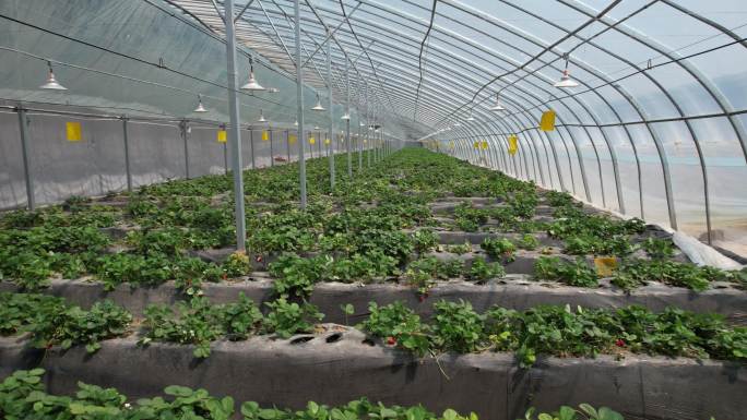 草莓 大棚 种植 农业 产业园 采摘