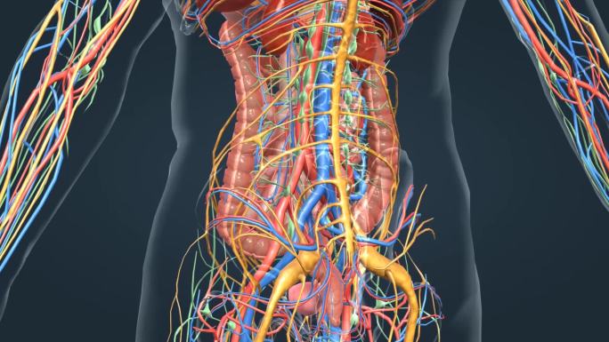 3D人体解剖肠道肝胆肾脏消化系统动画