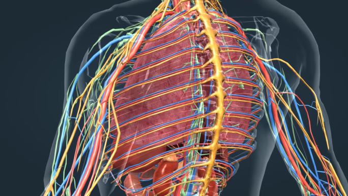 三维医学人体解剖器官心脏动画