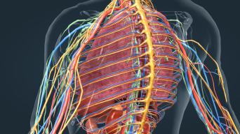 三维医学人体解剖器官心脏动画视频素材
