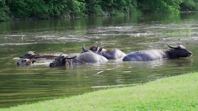 河里嬉水的一群水牛