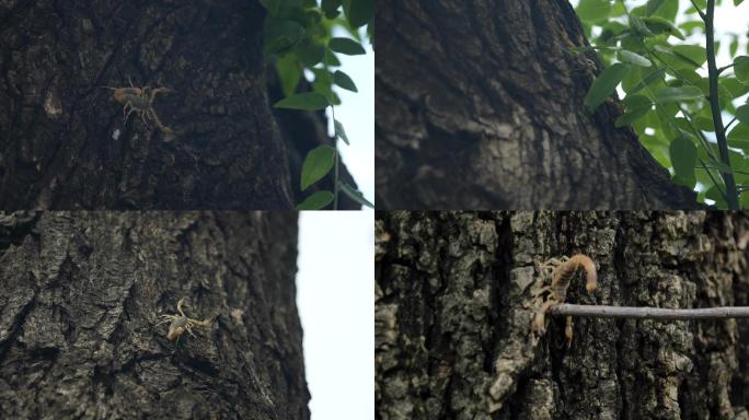 爬树上的蝎子