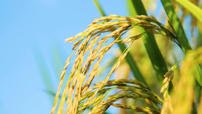 大米水稻丰收稻谷黄了