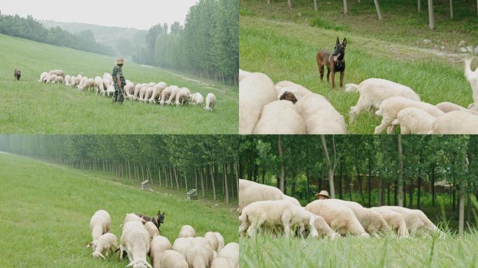 4k农村草原牧羊人牧羊犬牧羊绵羊羊吃草