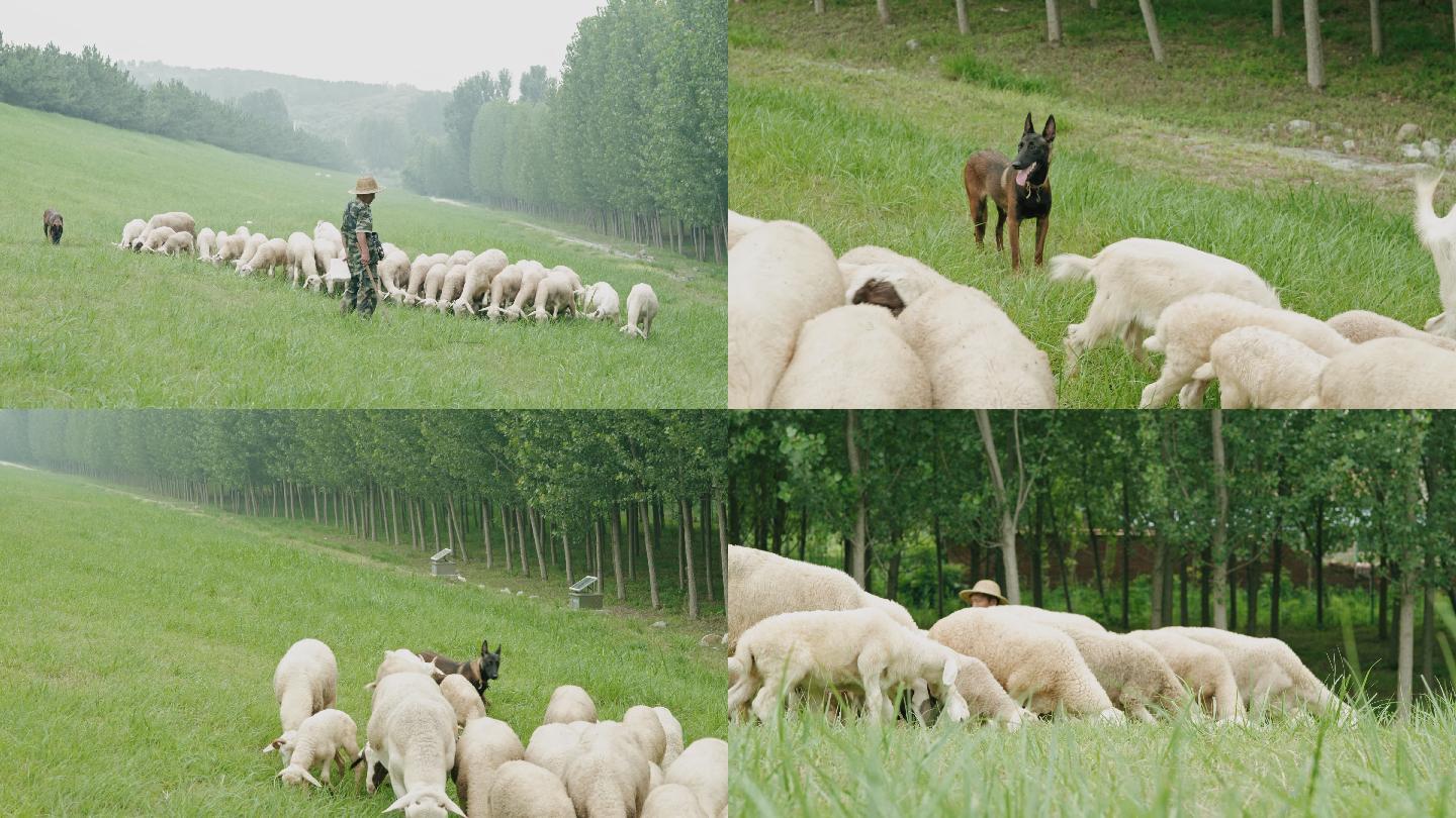 4k农村草原牧羊人牧羊犬牧羊绵羊羊吃草