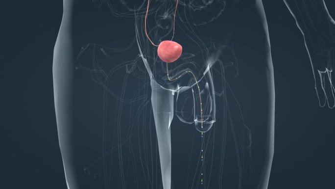 泌尿系统尿液形成尿液肾脏膀胱人体三维动画