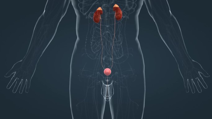 泌尿系统尿液形成尿液肾脏膀胱人体解剖动画