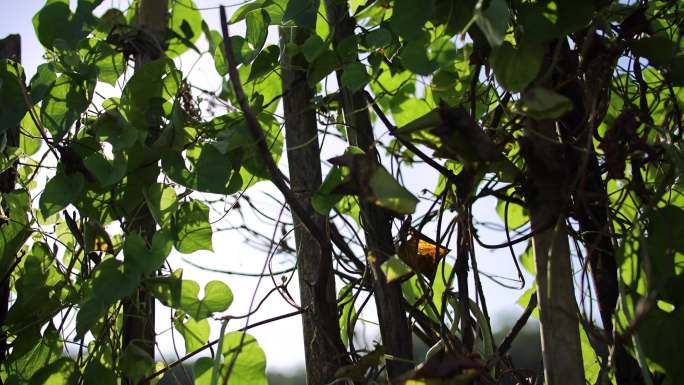 篱笆墙乡村农耕攀爬植物田野阳光 2