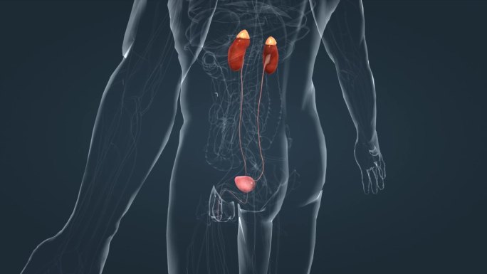 人体奥秘泌尿系统肾脏膀胱排尿三维动画