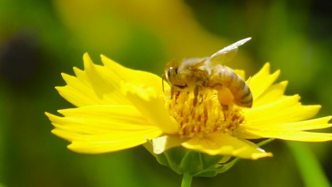 小黄花蜜蜂采蜜