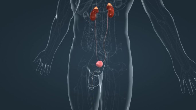 人体泌尿系统尿液形成尿液肾脏膀胱三维动画