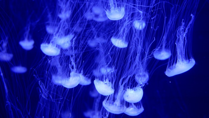 海底世界海洋生物唯美水母