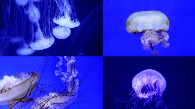 海底世界海洋生物唯美水母