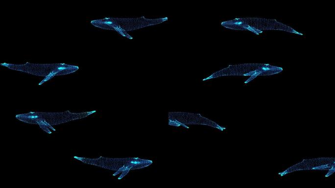 蓝色全息蓝鲸游过屏幕粒子动画带通道