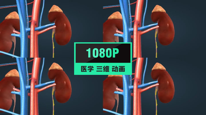 泌尿系统尿液形成过程生理学机理三维动画