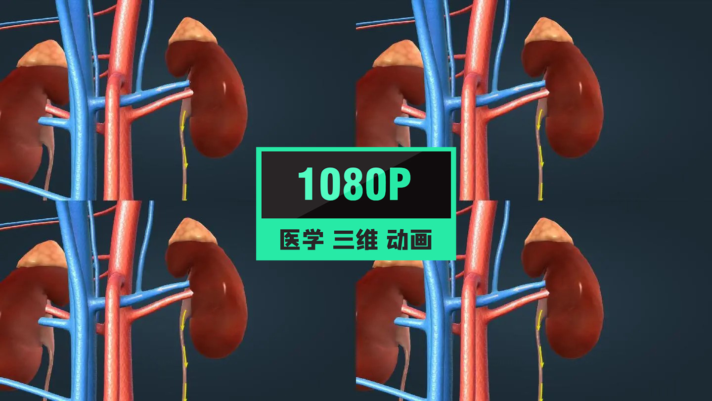 泌尿系统尿液形成过程生理学机理三维动画
