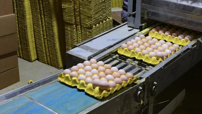 养鸡场鸡蛋包装生产线
