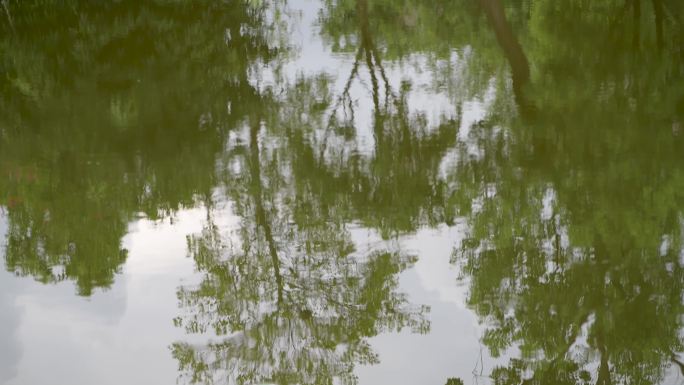 园林中的水池