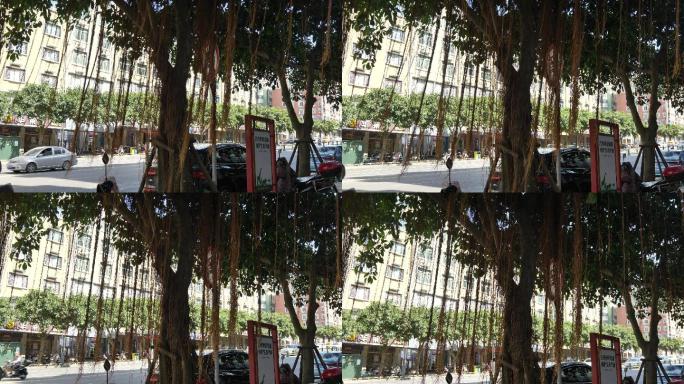福建地区街头的榕树