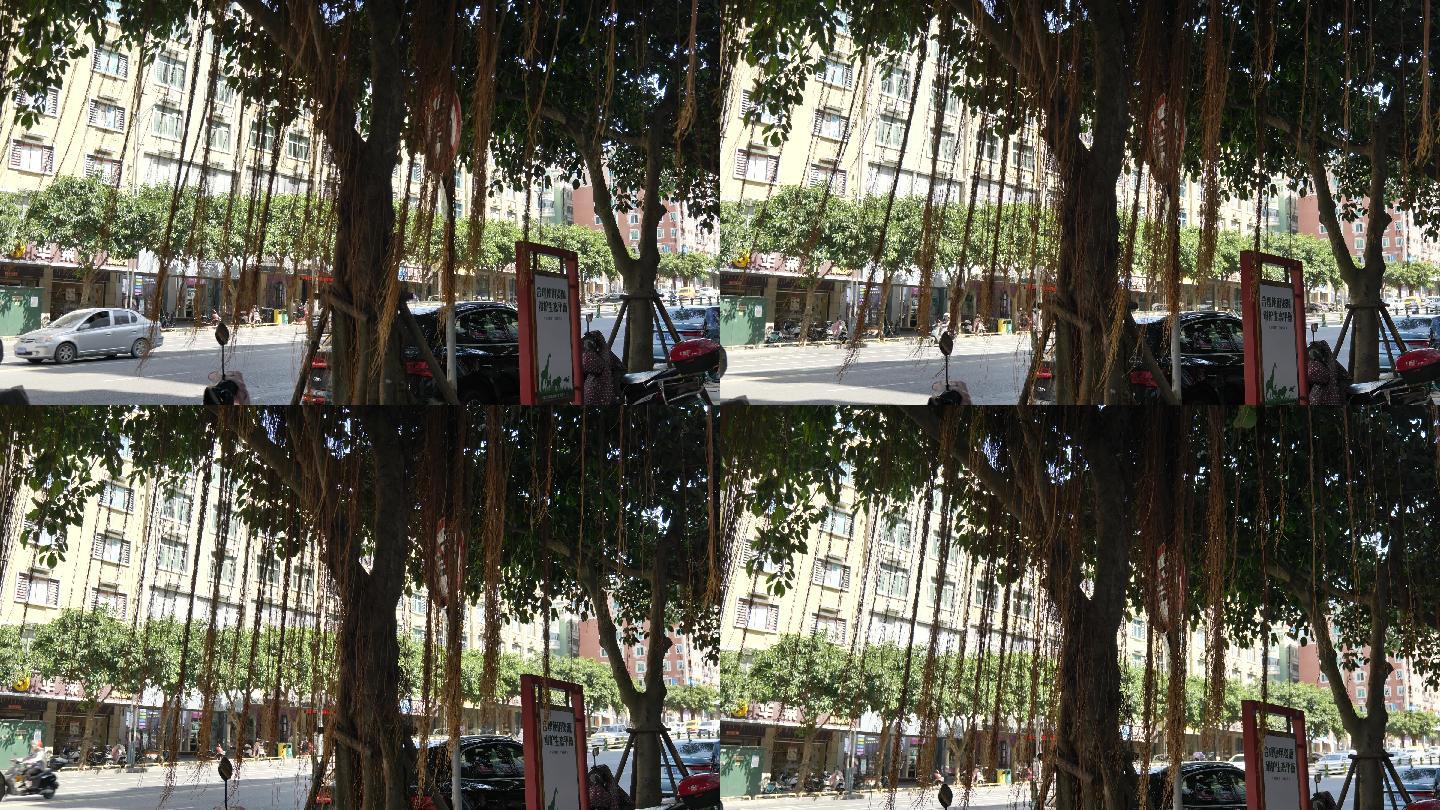 福建地区街头的榕树