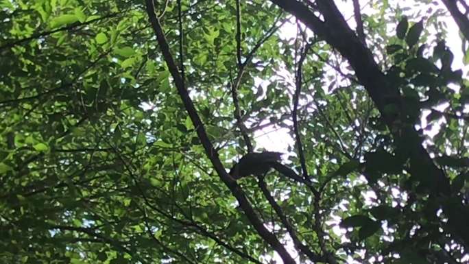 绿地 大树 树杈 小鸟 鸣叫 视频