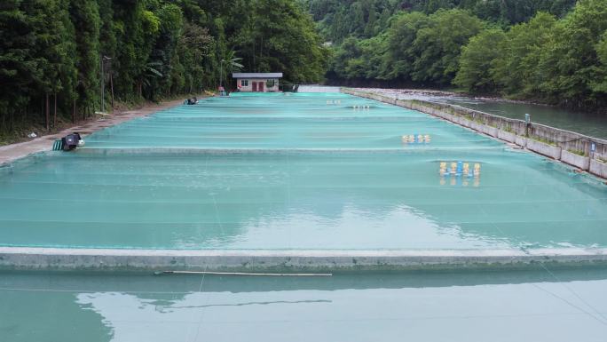 水产养殖业冷水鱼淡水鱼鲟鱼养殖场