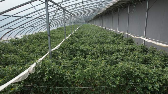 蔬菜 草莓 大棚 种植 农业 产业 采摘