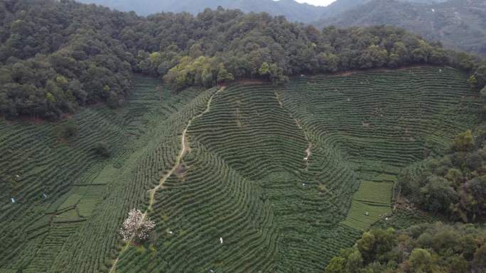 狮峰茶园航拍