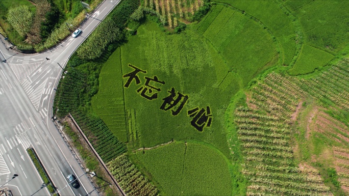 振兴乡村航拍彩绘水稻