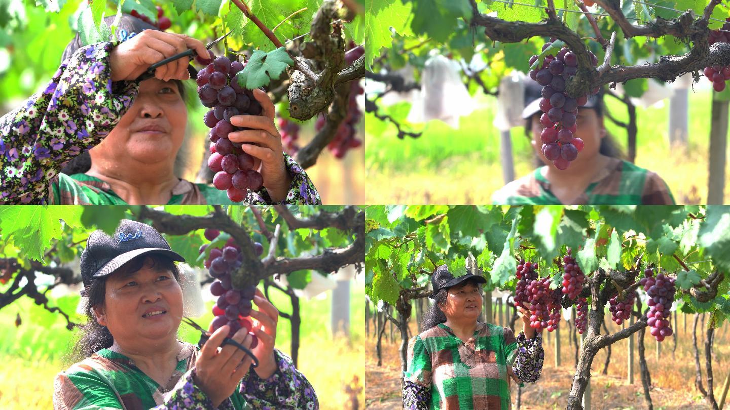 采摘葡萄 葡萄丰收 葡萄园种植